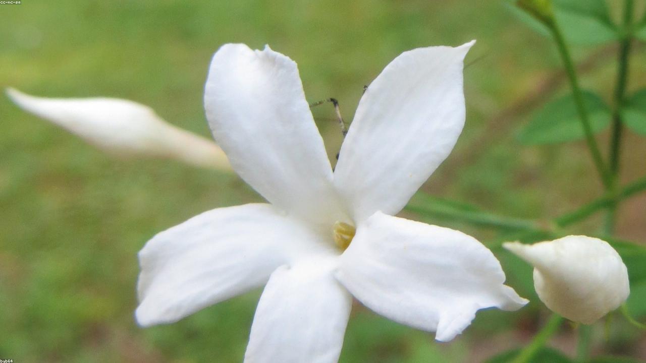 Flower Bed Cleanouts