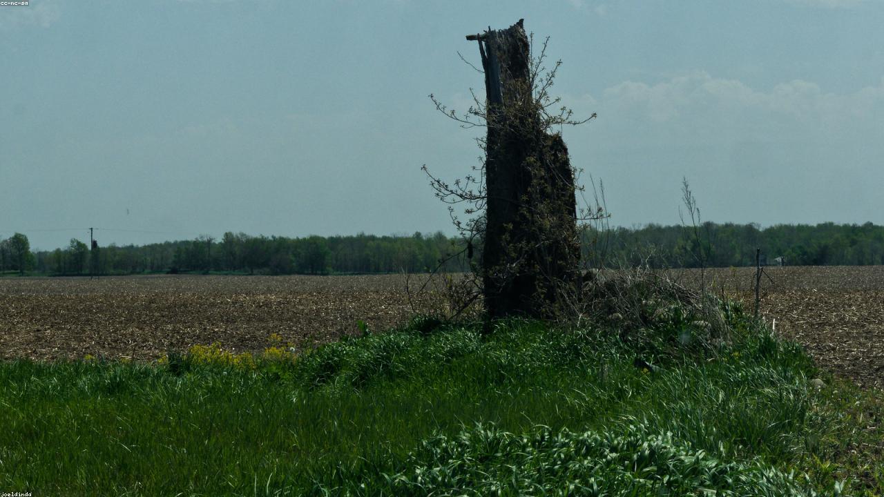 Stump Grinding Cleanups